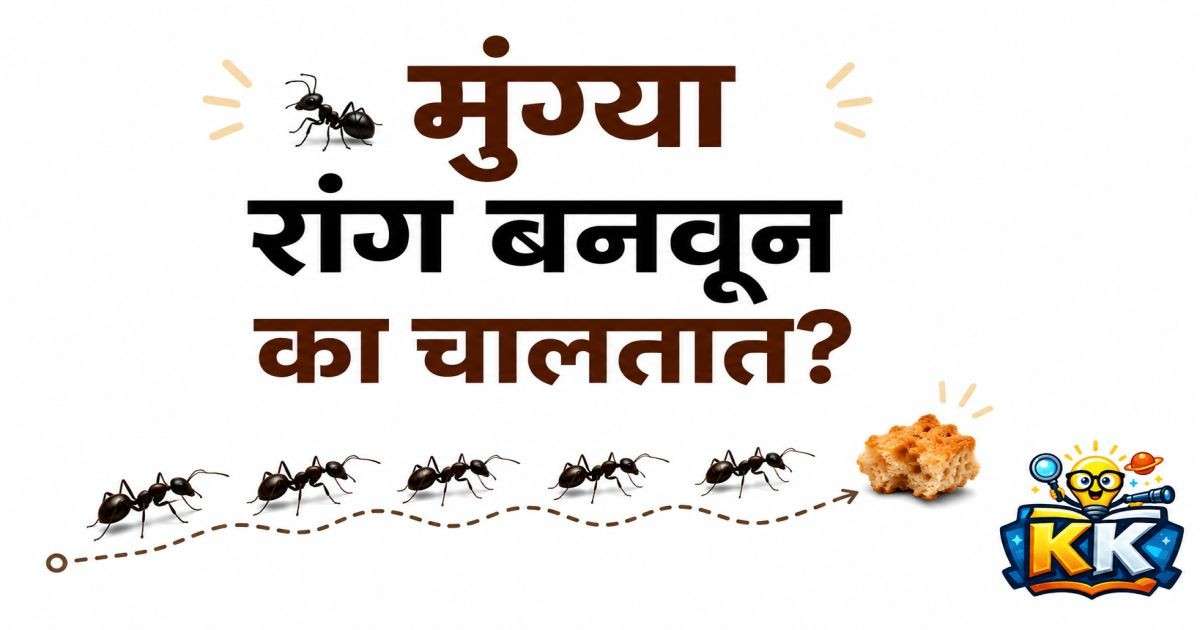 🐜 मुंग्या रांग बनवून का चालतात? त्यांच्या या सवयीमागचं आश्चर्यकारक विज्ञान!