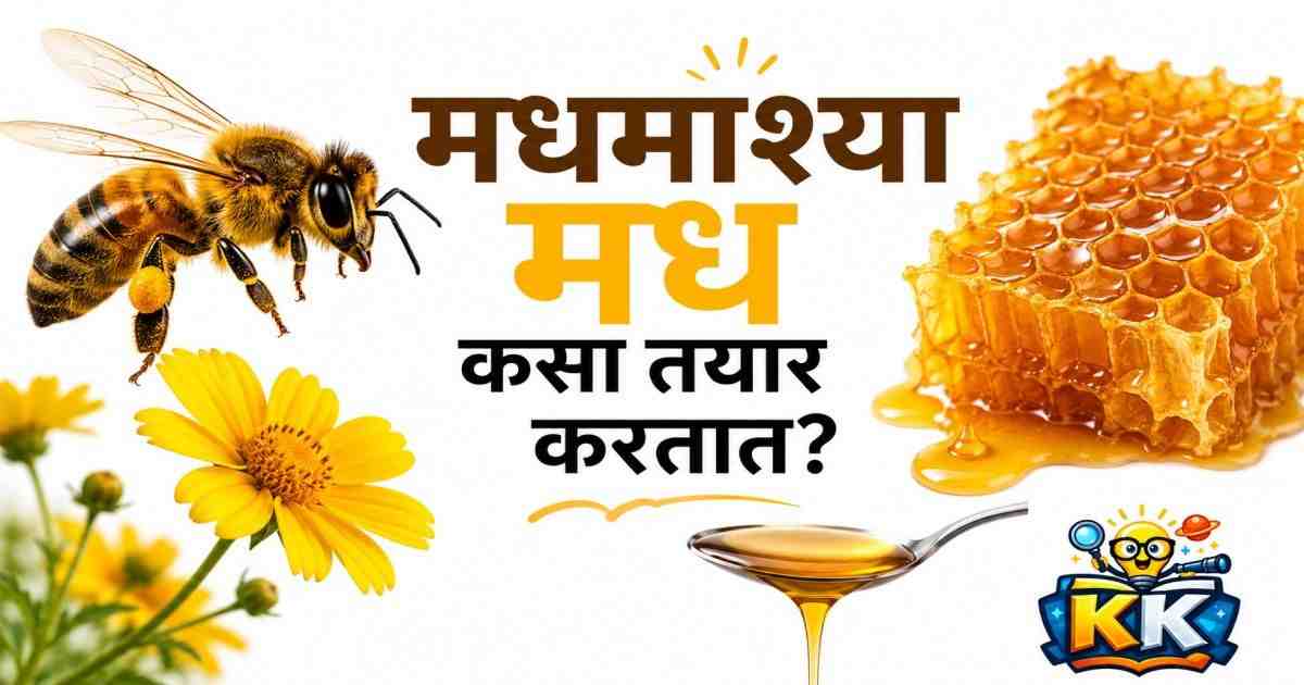 🐝मधमाश्या मध कसा तयार करतात? जाणून घ्या निसर्गाची गोड जादू!