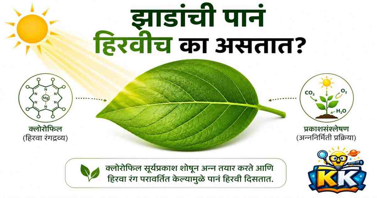 🌳 झाडांची पानं हिरवीच का असतात? जाणून घ्या निसर्गामागचं आश्चर्यकारक विज्ञान!