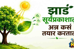 plants feature image