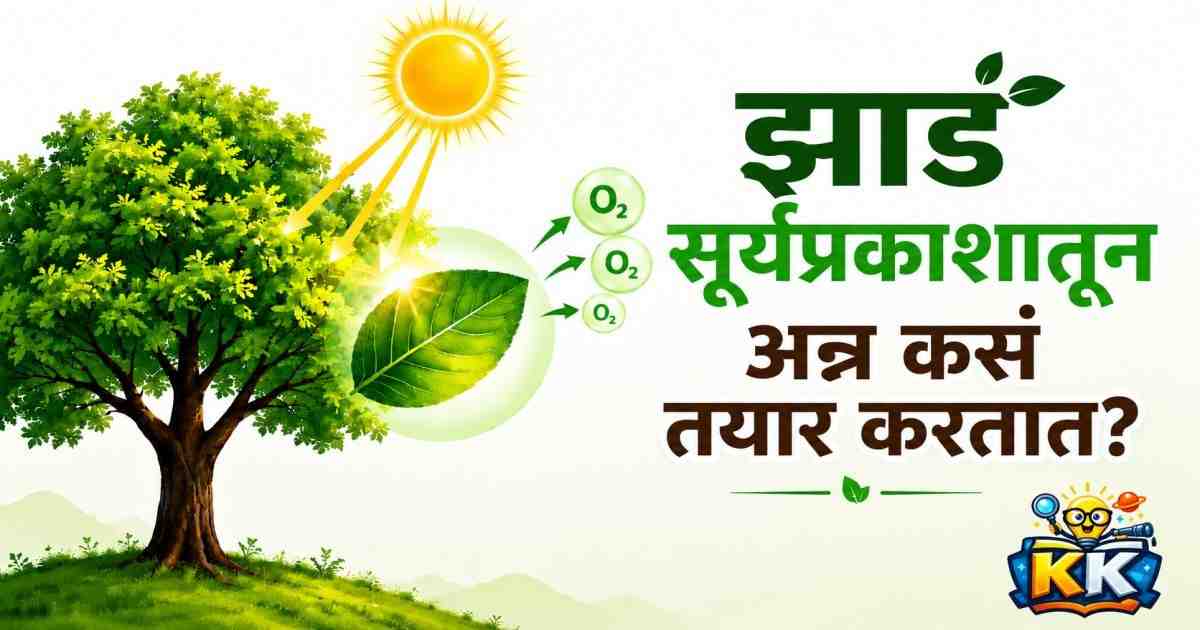 🌱 झाडं सूर्यप्रकाशातून अन्न कसं तयार करतात?