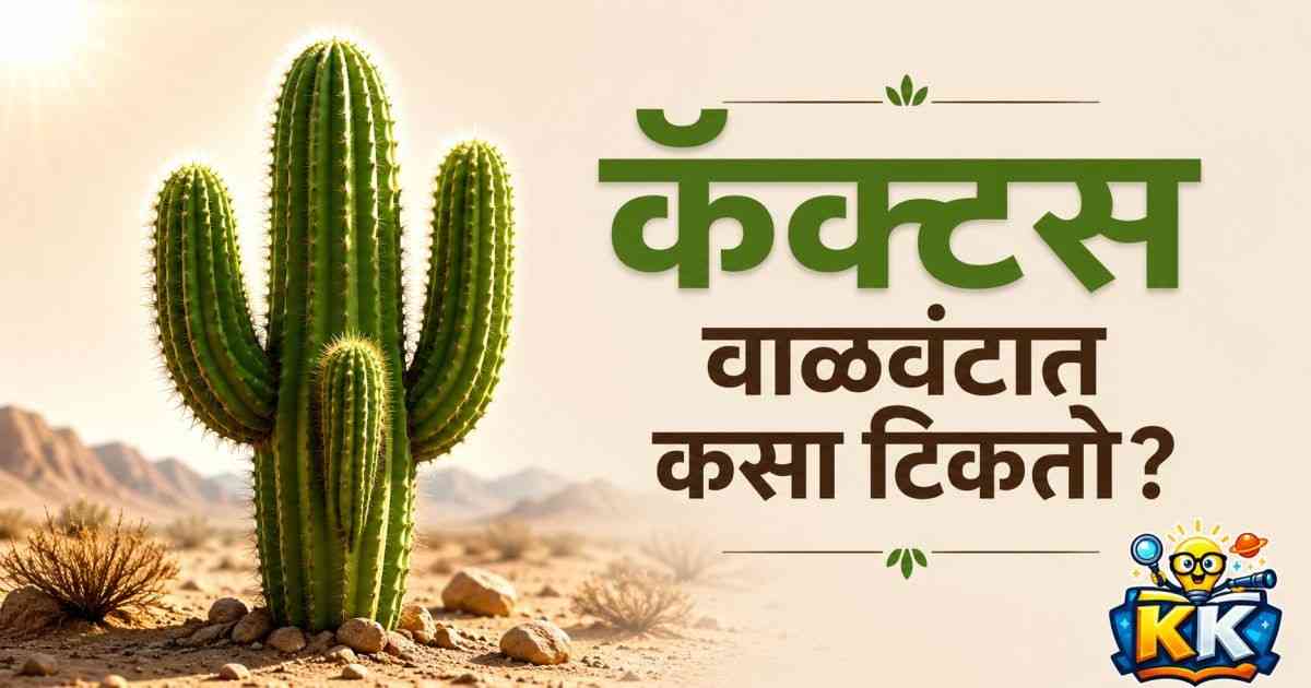 🌵 कॅक्टस वाळवंटात पाण्याशिवाय वर्षानुवर्षे कसा जिवंत राहतो?