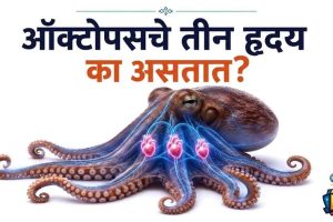octopus feature image